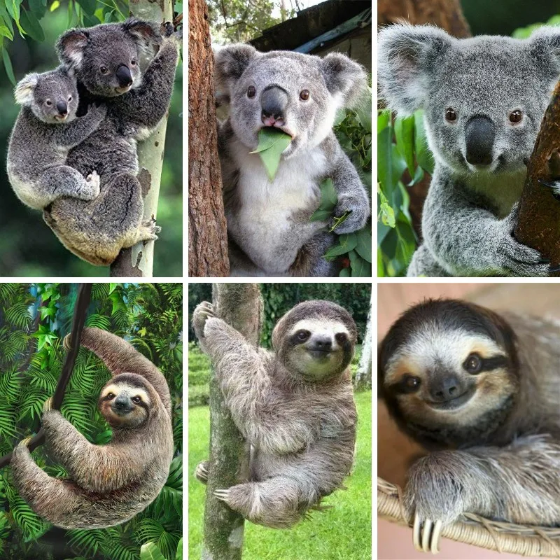 5D Diamond Painting Sloth Koal – Embroidery Australia recenzja i cena